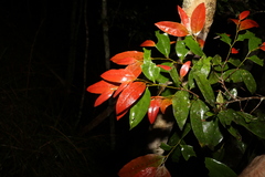 Diospyros pentamera
