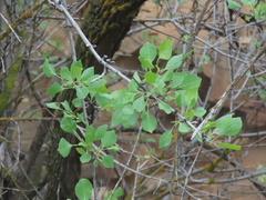 Fraxinus anomala