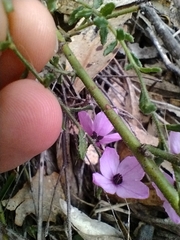 Tetratheca labillardierei