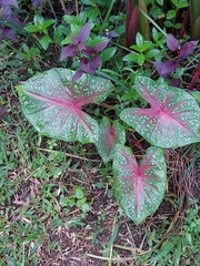 Caladium bicolor