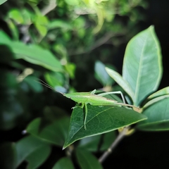Euconocephalus varius