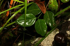 Psydrax lamprophylla