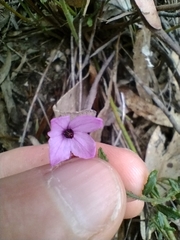Tetratheca labillardierei