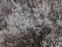 Artemisia tridentata