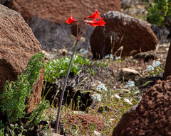 Zephyranthes phycelloides