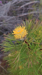 Isopogon anethifolius