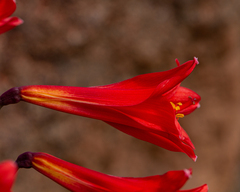 Zephyranthes phycelloides
