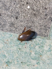 Hydrophilus