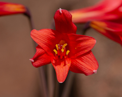 Zephyranthes phycelloides