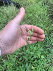 Silene gallica