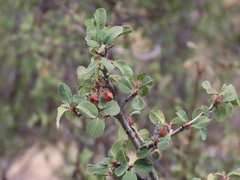 Amelanchier utahensis