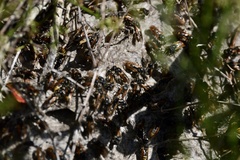 Brachygastra lecheguana