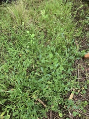 Silene gallica
