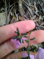 Tetratheca labillardierei