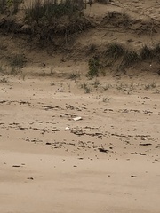 Thinornis cucullatus