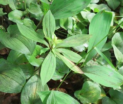 Lilium distichum