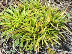 Lachnocaulon