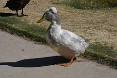 Anas platyrhynchos domesticus