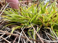 Lachnocaulon