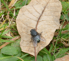 Calliphora vomitoria