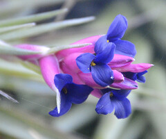Tillandsia aeranthos