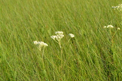 Arnoglossum plantagineum