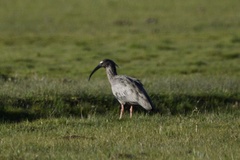 Theristicus caerulescens