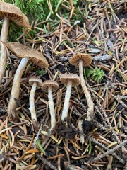 Cortinarius angelesianus