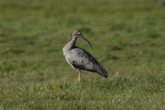 Theristicus caerulescens