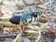 Thamnophis cyrtopsis