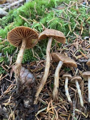 Cortinarius angelesianus