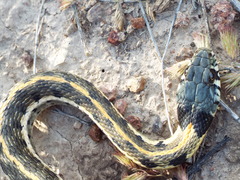Thamnophis cyrtopsis