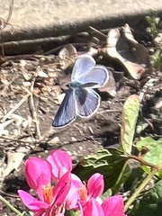 Hemiargus ceraunus