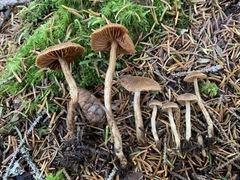 Cortinarius angelesianus