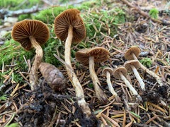 Cortinarius angelesianus