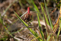 Sympetrum pallipes