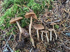 Cortinarius angelesianus