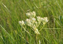 Arnoglossum plantagineum