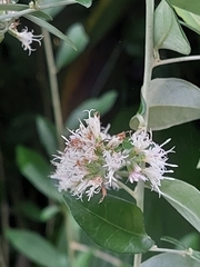 Tarlmounia elliptica