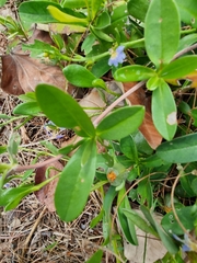 Scaevola calendulacea