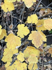 Physocarpus malvaceus