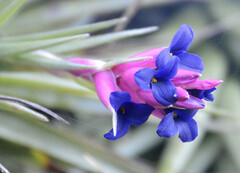 Tillandsia aeranthos