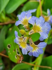 Scaevola calendulacea