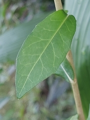 Tarlmounia elliptica