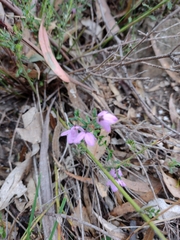 Tetratheca labillardierei