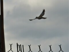 Streptopelia decaocto