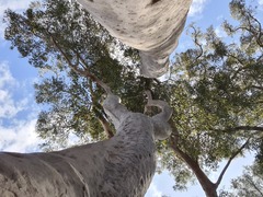 Erythrorchis cassythoides