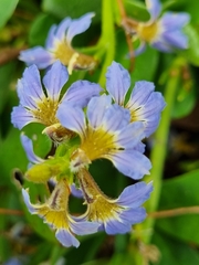 Scaevola calendulacea