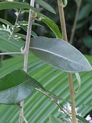 Tarlmounia elliptica