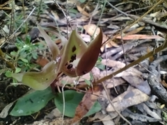 Chiloglottis gunnii